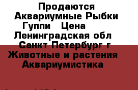Продаются Аквариумные Рыбки Гуппи › Цена ­ 30 - Ленинградская обл., Санкт-Петербург г. Животные и растения » Аквариумистика   